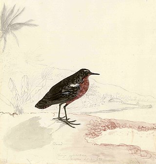 <span class="mw-page-title-main">Tahiti sandpiper</span> Extinct species of bird