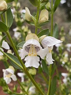 <i>Prostanthera striatiflora</i> Species of plant