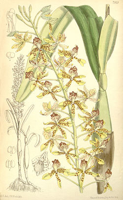 Prosthechea sceptra (as Epidendrum sceptrum) - Curtis' 117 (Ser. 
 3 no. 
 47) pl. 
 7169 (1891). 
 jpg