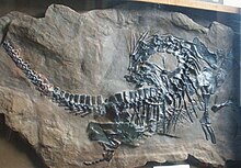 Protorosaurus speneri.jpg