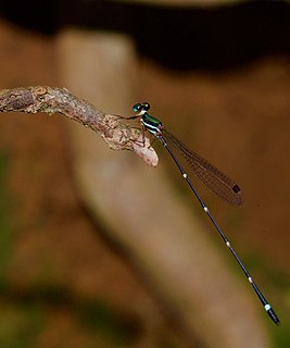 Protosticta davenporti