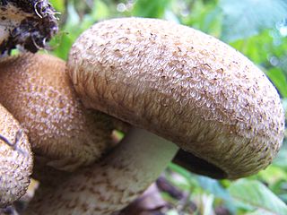 <i>Psathyrella echiniceps</i> Species of fungus