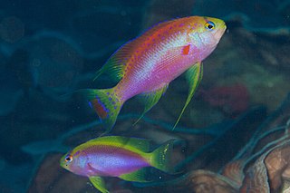 <i>Pseudanthias ventralis</i> Species of fish