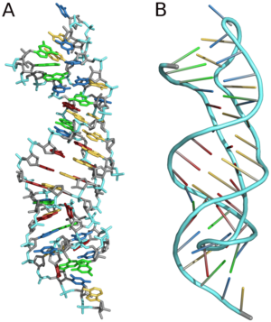 Three dimensional structure of almost the same pseudoknot from telomerase RNA. (A) sticks (B) backbone. The pdb-file is based on PDB: 1YMO . Colors: A U C G Pseudoknot 1YMO.png