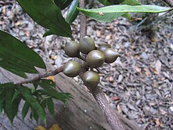 Pseudoxandra lucida.jpg