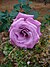 Purplerose2.jpg