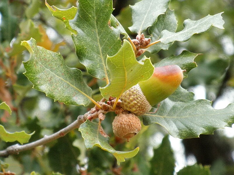 File:Quercus canariensis xQ. faginea Bellota 2010-10-03 SierraMadrona.jpg