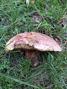 Rubroboletus legaliae from Windsor with unusual yellow pores, Windsor R. legaliae with yellow pores.jpg