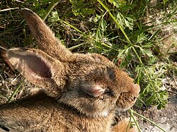 Lagomorfos: Taxonomía, Características, Importancia económica