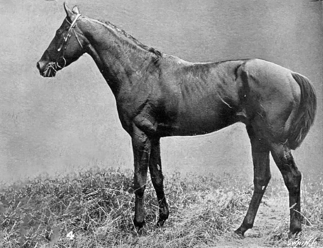 File:Radium (horse).jpg