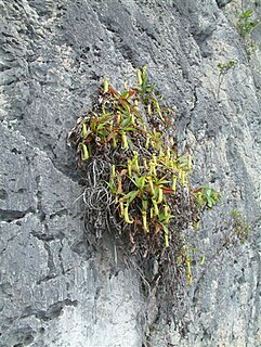Lithophyte Plants that grow on rocks