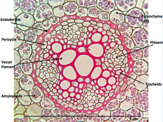 Ranunculus Root Cross Section Ranunculus Root Cross Section.png