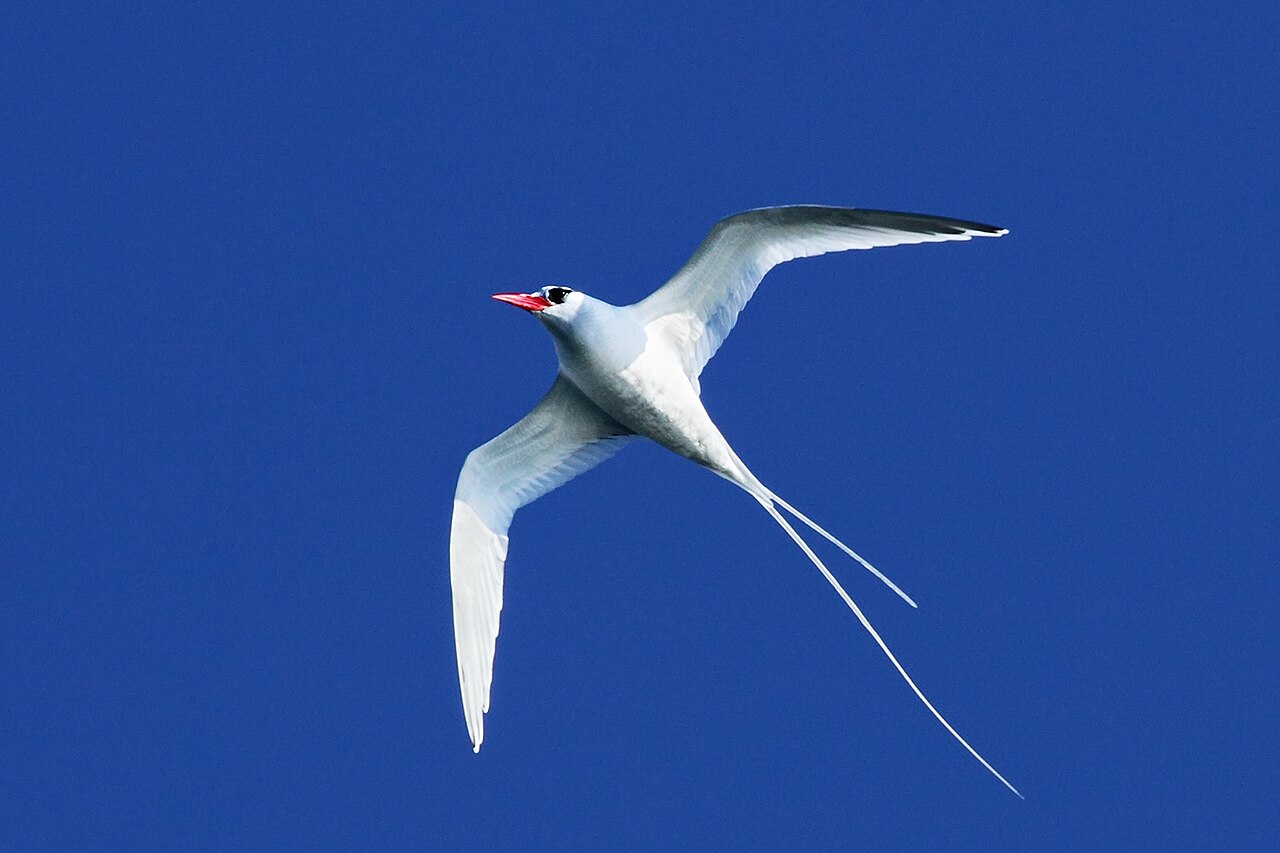 ファイル Red Billed Tropicbird Ventral Jpg Wikipedia