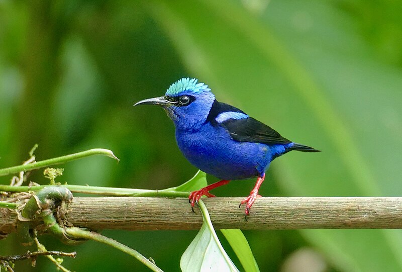 File:Red-legged Honeycreeper (Cyanerpes cyaneus) male ... (52399533048).jpg