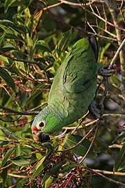 A. autumnalis salvini (red-lored parrot) feeding