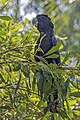 * Nomination Red-tailed black cockatoo (Calyptorhynchus banksii macrorhynchus) --Charlesjsharp 13:05, 17 February 2024 (UTC) * Promotion  Support Good quality. --Plozessor 05:32, 18 February 2024 (UTC)