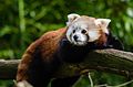 Red Panda (17016656460).jpg