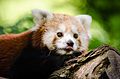 Red Panda (19568937232).jpg