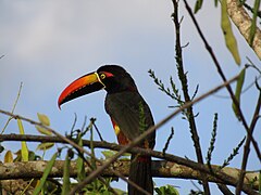 Red beaked Toucan.jpg