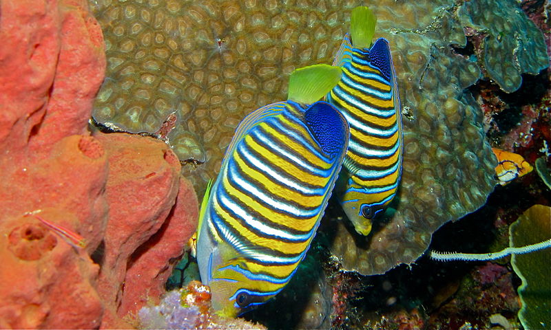 File:Regal Angelfishes (Pygoplites diacanthus) (8481927232).jpg