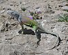 Greater earless lizard (Cophosaurus texanus), a male in situ, Big Bend National Park, Texas