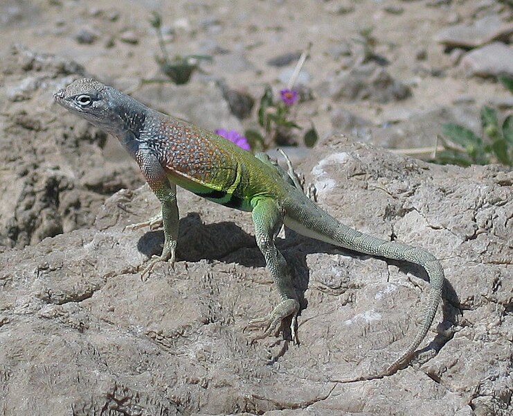 File:Reptile tx usa.jpg