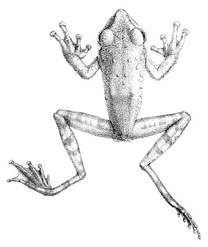 Rhacophorus appendiculatus.jpg