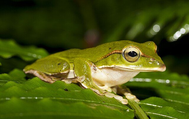 Zhangixalus prasinatus