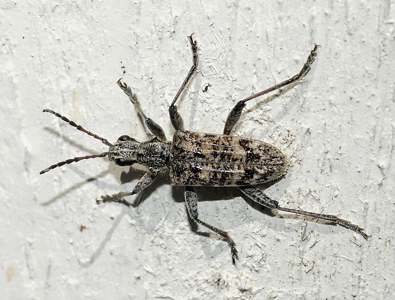 File:Ribbed Pine Borer - Rhagium inquisitor (19752095464).jpg