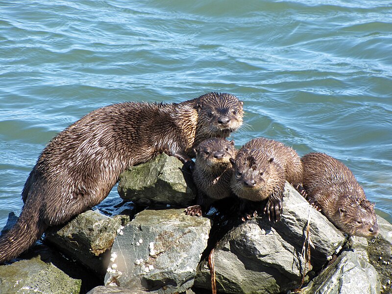 File:River otter Richmond Marina Scott Campbell July 29, 2010.jpg