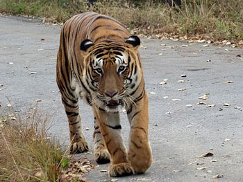 Royal Bengal Tiger at Bannerghatta National Park, Bangalore.jpg