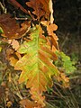 Herbstfärbung