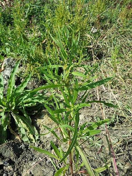 File:Rumex maritimus sl121.jpg