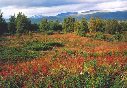 Beginning ruska near Nikkaluokta, Gällivare.