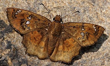 Dorsal view