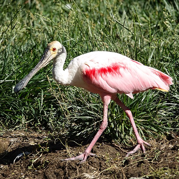 File:Safari West (36188560696).jpg