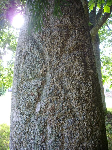 File:Saint-Jean-Brévelay - menhir du Moustoir (02).jpg