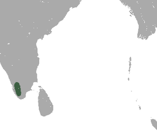 <span class="mw-page-title-main">Salim Ali's fruit bat</span> Species of mammal