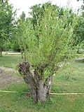 Vignette pour Salix schwerinii