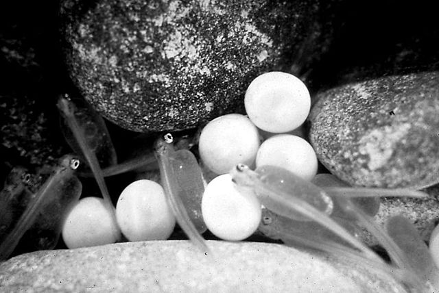 1940 Press Photo Salmon eggs in trays at Leavenworth, Washington - spa -  Historic Images