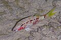 * Nomination Long-barbel goatfish (Parupeneus macronemus), Red Sea, Egypt --Poco a poco 03:00, 29 August 2023 (UTC) * Promotion  Support Good quality. --Johann Jaritz 04:21, 29 August 2023 (UTC)