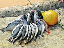 Sao Tome Praia Inhame Harpooned Fish 5 (16248199912).jpg