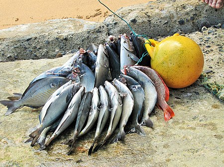 Sao Tome Praia Inhame Harpooned Fish 5 (16248199912).jpg