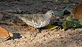 Scaled Dove (Columbina squammata) - 48172265552.jpg