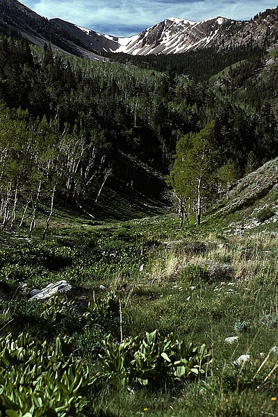 Timber Creek in the Schell Creek Range