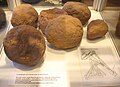 Im Vicus Schloßau gefundene Geschosskugeln und Schleudersteine aus Buntsandstein