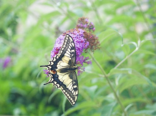 Swallowtail butterfly on lilac blossom