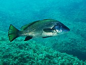 List Of Fish Of The Mediterranean Sea