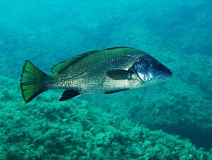 Sea raven (Sciaena umbra)