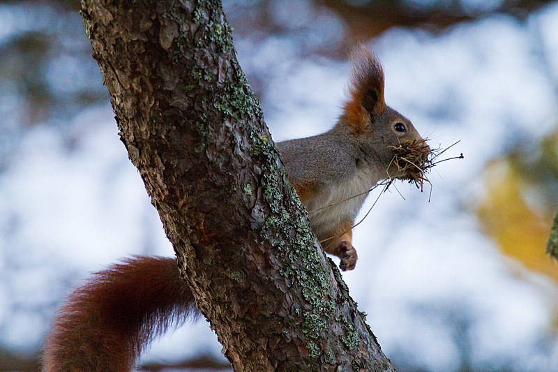 File:Sciurus vulgaris Sweden November 2011.jpg